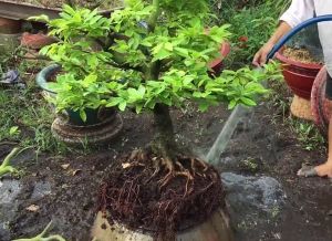 Quy trình chăm sóc mai trong năm sao cho hiệu quả nhất